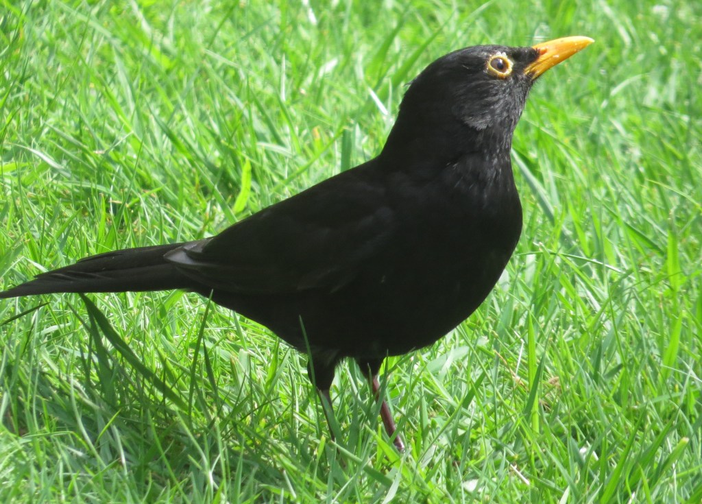 A male Blackbird on grass