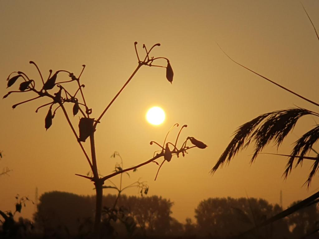 The sun rises in the morning behind silhouetted reeds