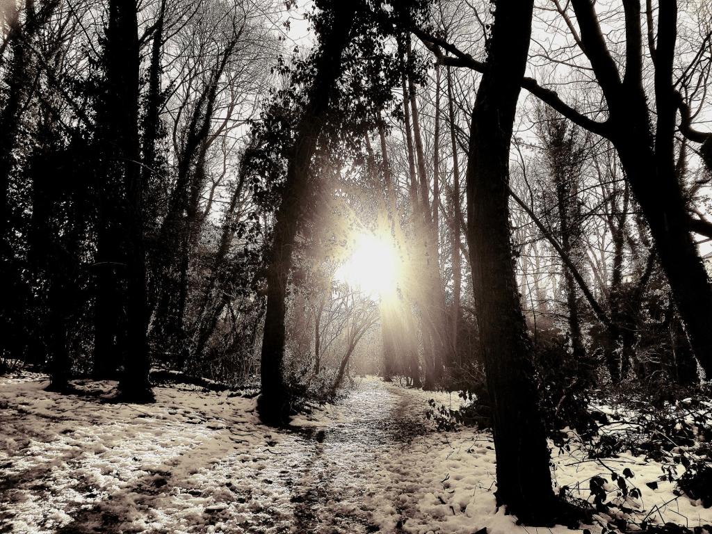 Winter suns shines through trees with snow on the ground